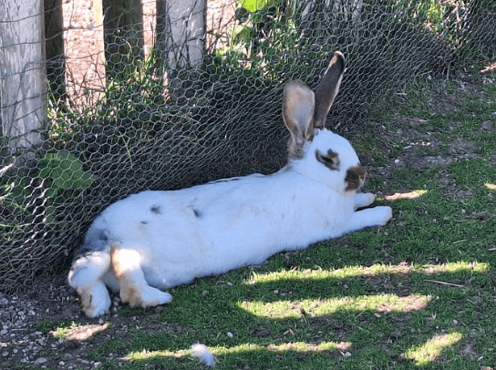 Besuch auf dem Kleintierhof der Klassen 2a und 2b