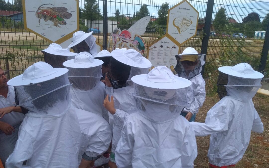 Die 1. Klas­sen werden zu Bienenexperten